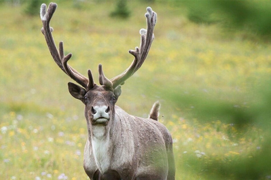 1554926230-950w_caribou3